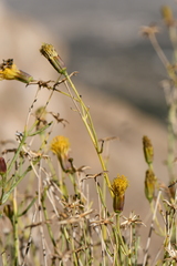 Porophyllum scoparium