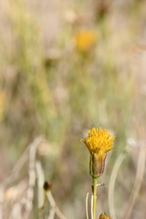 Porophyllum scoparium