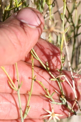 Porophyllum scoparium