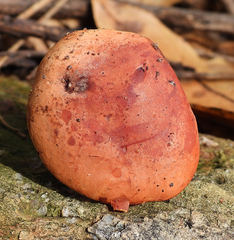 Phylloporus leucomycelinus