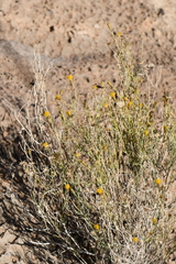 Porophyllum scoparium