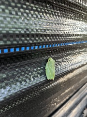 Hyla gratiosa