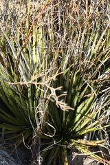 Hechtia texensis