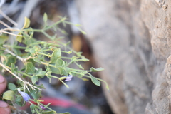Rhinotropis lindheimeri