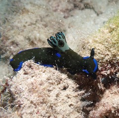 Tambja morosa