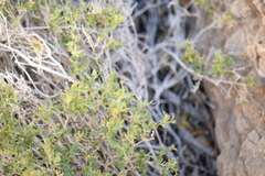 Carlowrightia serpyllifolia