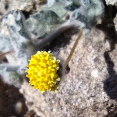 Trichoptilium incisum