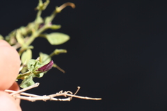 Carlowrightia serpyllifolia