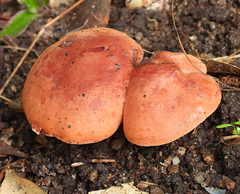 Phylloporus leucomycelinus