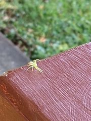 Thomisidae