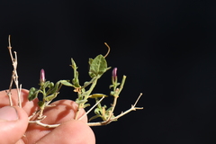 Carlowrightia serpyllifolia