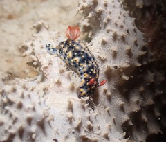 Hypselodoris infucata