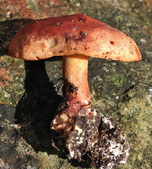 Phylloporus leucomycelinus