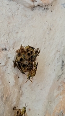 Mischocyttarus basimacula