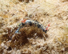 Hypselodoris infucata