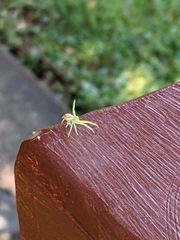 Thomisidae