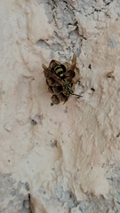 Mischocyttarus basimacula