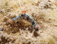 Hypselodoris infucata