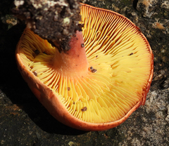 Phylloporus leucomycelinus