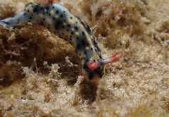 Hypselodoris infucata