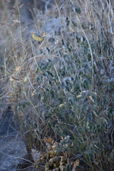 Pomaria melanosticta