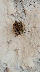 Mischocyttarus basimacula