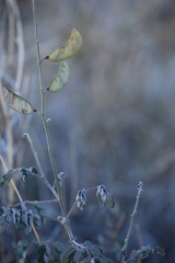 Pomaria melanosticta