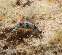 Hypselodoris infucata