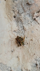 Mischocyttarus basimacula