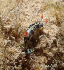 Hypselodoris infucata
