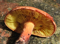 Phylloporus leucomycelinus