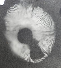 Phylloporus leucomycelinus