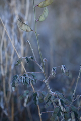 Pomaria melanosticta