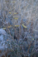 Pomaria melanosticta