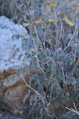 Pomaria melanosticta