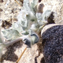 Trichoptilium incisum