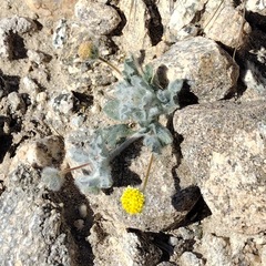 Trichoptilium incisum