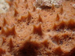 Porifera