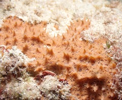 Porifera