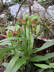 Pterostylis australis