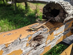 Eutropis longicaudata