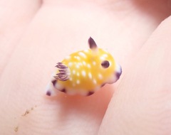 Goniobranchus vibratus