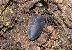 Laxta granicollis