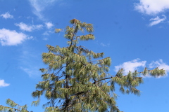 Pinus lumholtzii