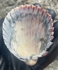 Trachycardium procerum