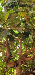 Artocarpus altilis