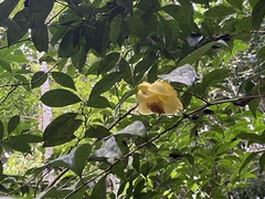 Camellia indochinensis