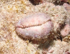 Monetaria caputophidii