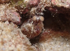 Pseudosquilla ciliata