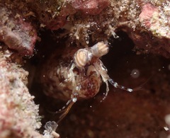 Pseudosquilla ciliata